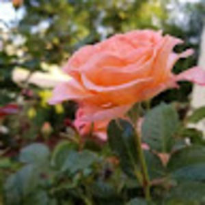 Meet your Posher, Morgan